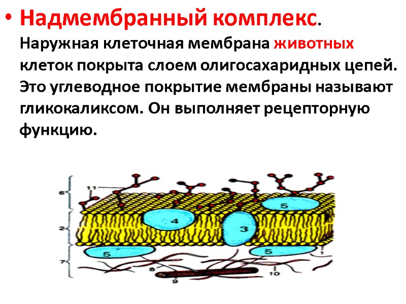 Надмембранный комплекс. Наружная клеточная мембрана животных клеток покрыта слоем олигосахаридных цепей. Это углеводное покрытие